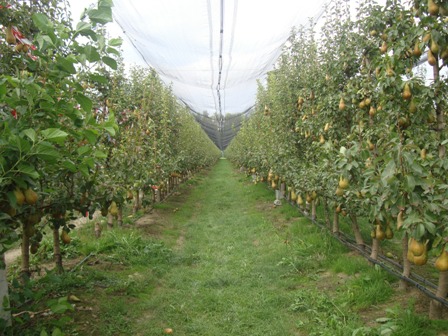DSC04249 web F19538
