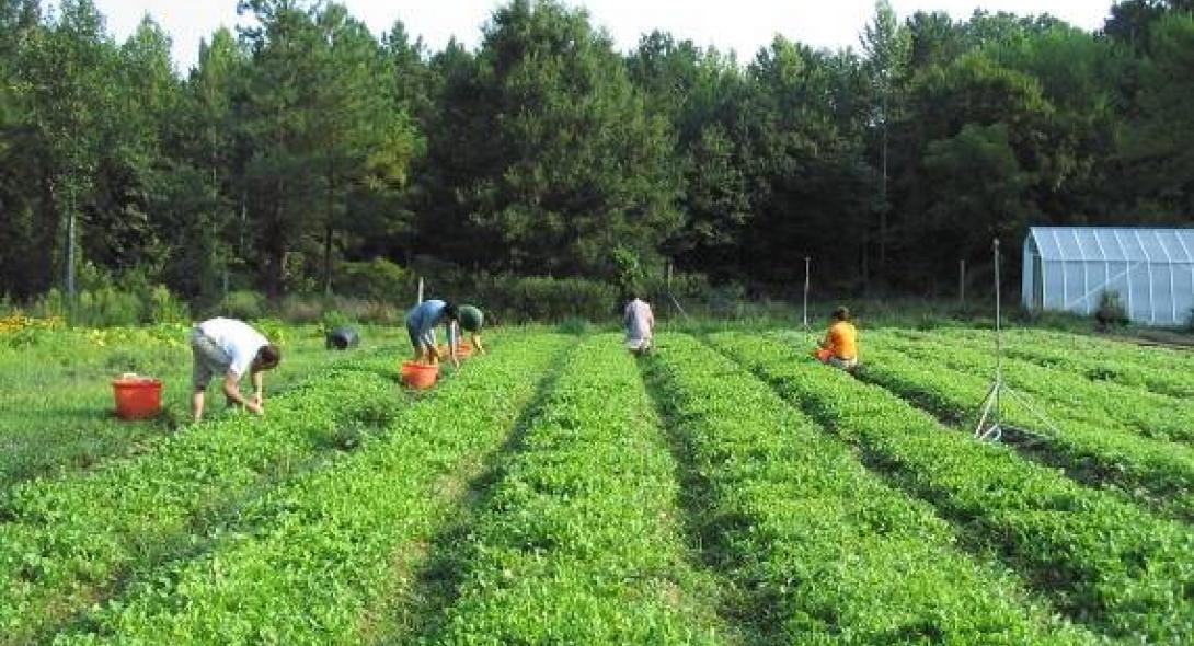 Eco Farm Workers 010 F2271